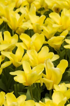 Detail of colorful flower arrangement