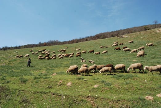 herd of sheep