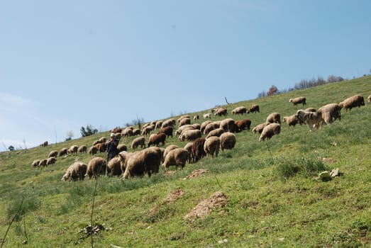 herd of sheep