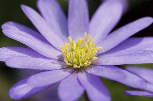 Detail of colorful flower arrangement