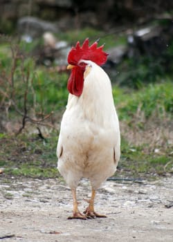 White rooster