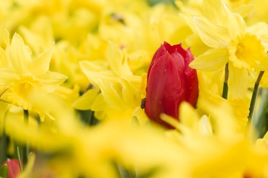 Detail of colorful tulip flower arrangement