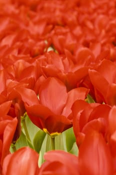 Detail of colorful tulip flower arrangement