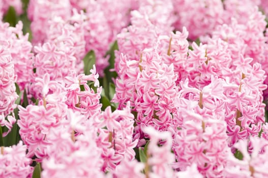 Detail of colorful flower arrangement