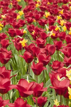 Detail of colorful tulip flower arrangement