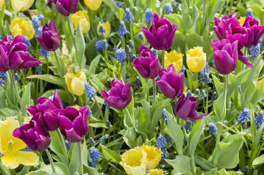 Detail of colorful tulip flower arrangement