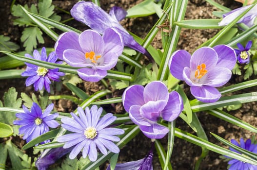 Detail of colorful flower arrangement
