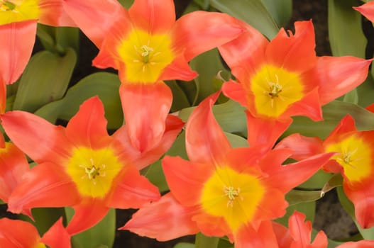Detail of colorful tulip flower arrangement