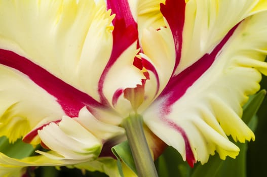Detail of colorful tulip flower arrangement