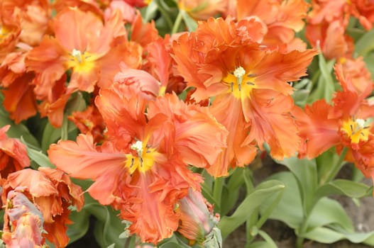 Detail of colorful tulip flower arrangement