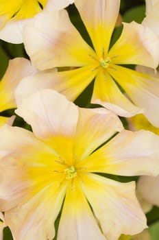 Detail of colorful tulip flower arrangement