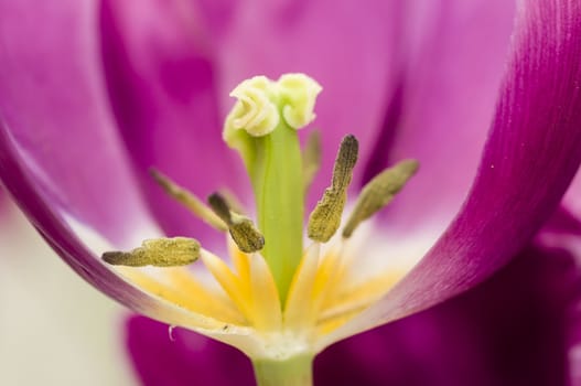 Detail of colorful tulip flower arrangement