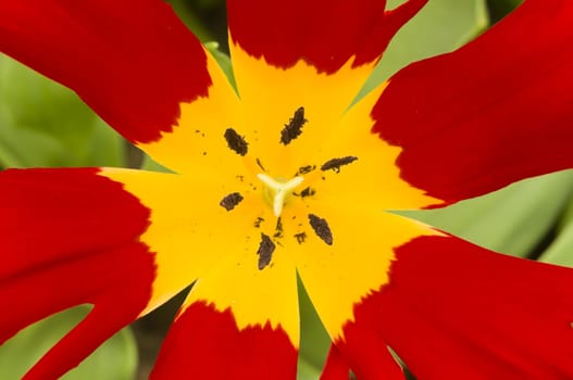 Detail of colorful tulip flower arrangement