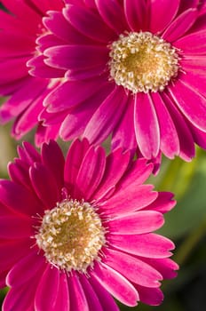 Detail of colorful flower arrangement
