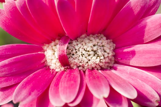 Detail of colorful flower arrangement
