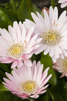 Detail of colorful flower arrangement