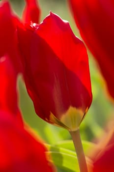 Detail of colorful tulip flower arrangement