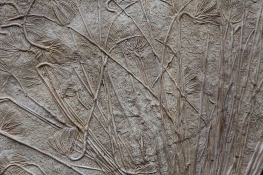 fossilised sea-lillies (Crinoidea)