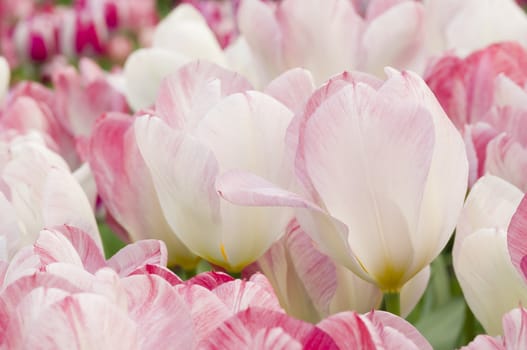 Detail of colorful tulip flower arrangement