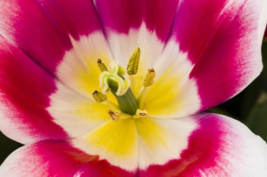 Detail of colorful tulip flower arrangement