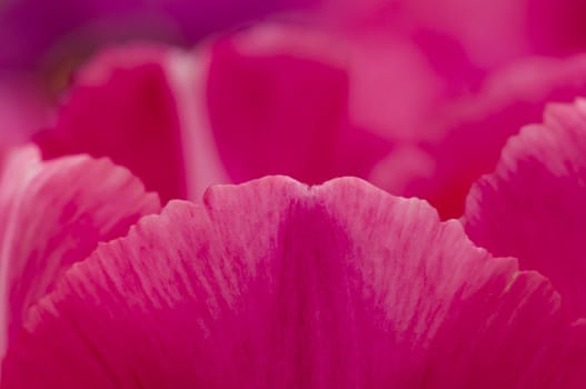 Detail of colorful tulip flower arrangement