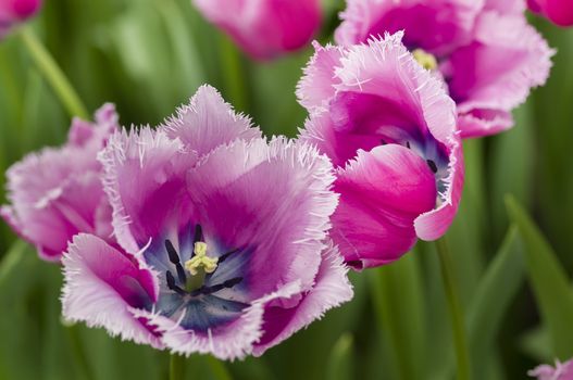 Detail of colorful tulip flower arrangement