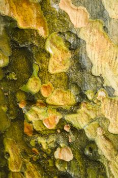 Colorful tree barck