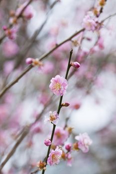 Cherry blossom in spring 