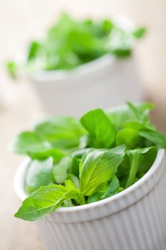 fresh herbs 