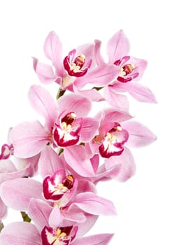 pink orchid flowers isolated