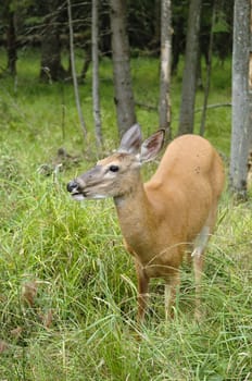 female deer