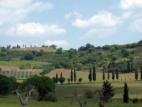 Tuscan landscape with vineyards, olive trees and cypresses