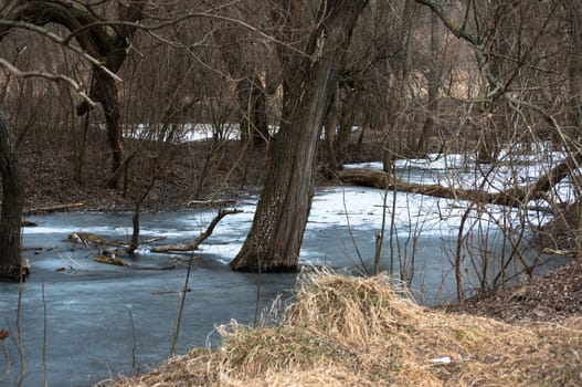 Tree frozen in winter pond