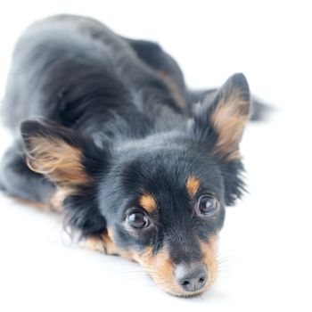 portrait of black russian toy terrier isolated on white