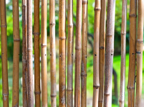 Bamboo with green blurry background