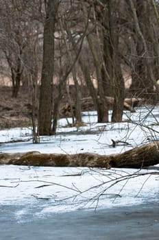 Trees frozen in ice with blurry background