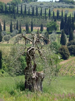 Tuscan landscape with vineyards, olive trees and cypresses