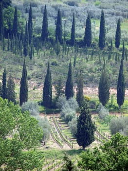 Tuscan landscape with vineyards and cypresses