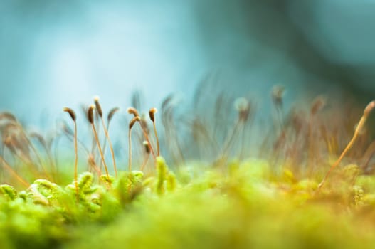 Bright green moss macro shot