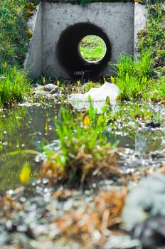 Sewage drainage system with water and grass