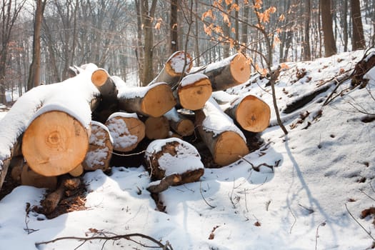 Wooden loges piled up covered by snow and sun shining on them