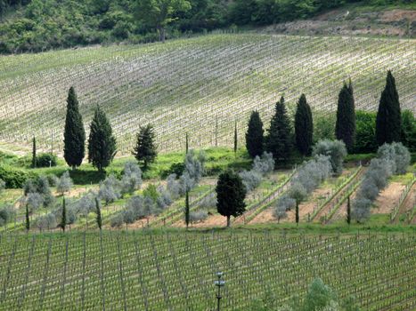 Tuscan landscape with vineyards, olive trees and cypresses