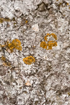 Aged rock texture background closeup with moss