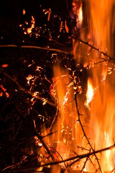 Wildfire burning bushes in forest