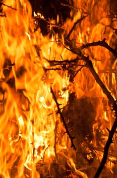 Closeup of burning bushes