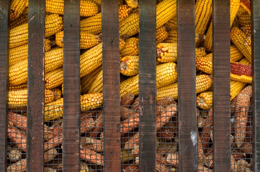 A cage full of yellow corn
