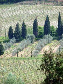 Tuscan landscape with vineyards and cypresses