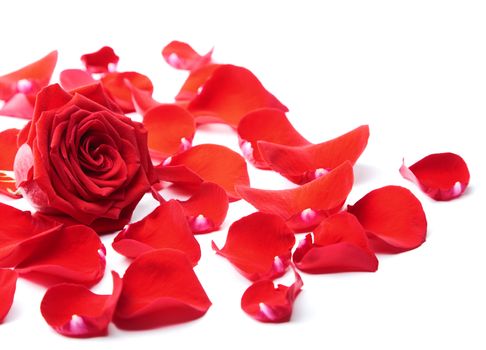 red rose petals isolated 
