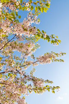 white blossom in spring 