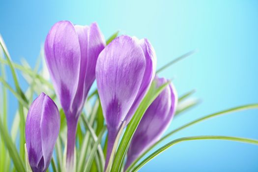 crocus flowers 
